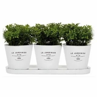 Lets plant