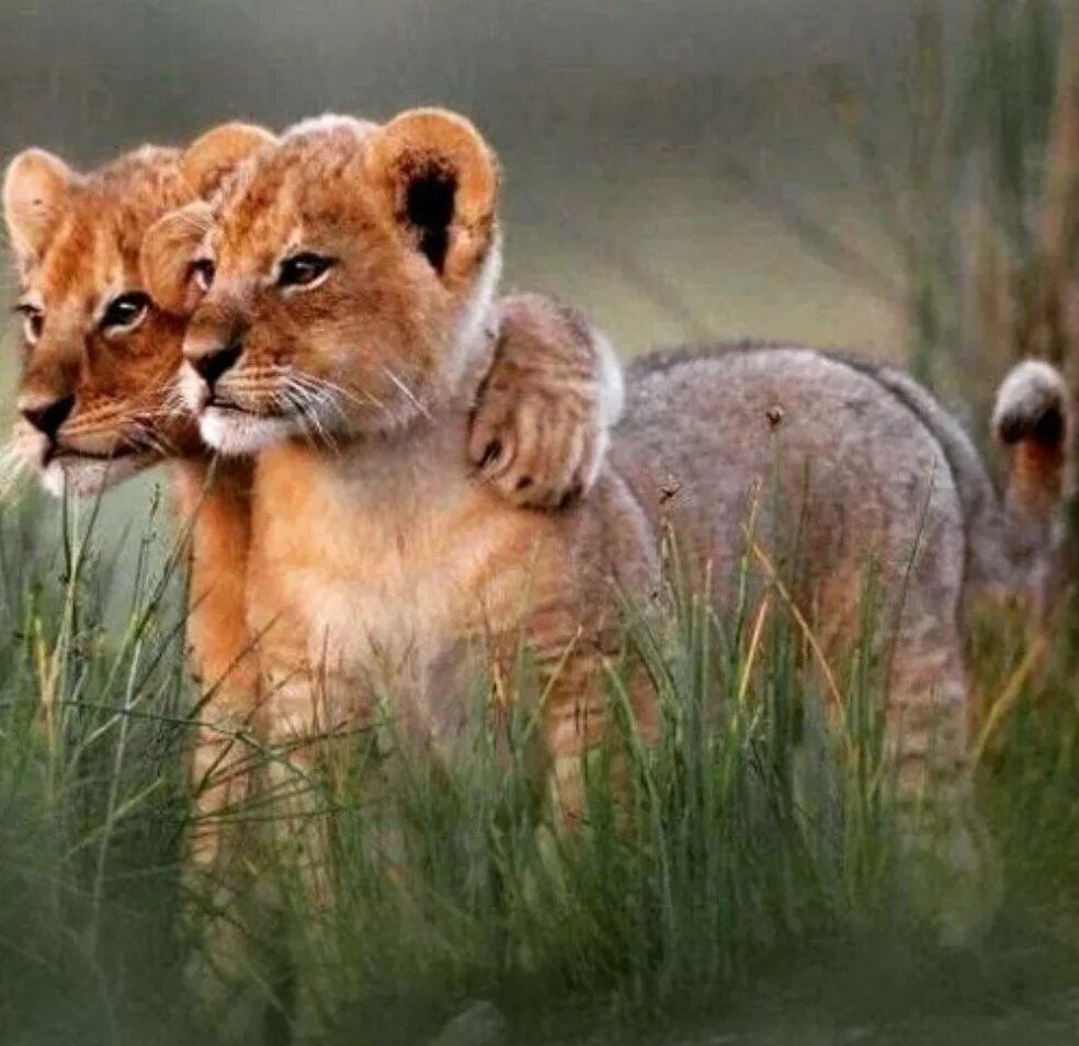 Animals brothers. Маленькие тигрята и львята. Маленький Львенок. Милые львята. Животные обнимаются.