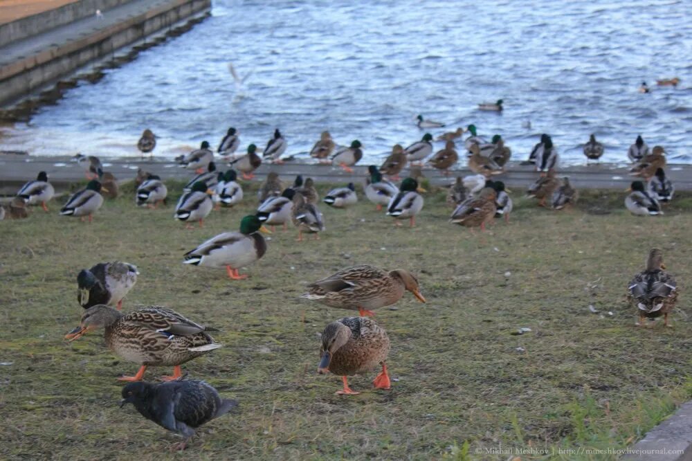 утки московского зоопарка. селезень с утятами. кошка, утка, взгляд. утка кряква птенцы. селезень кряквы осенью.