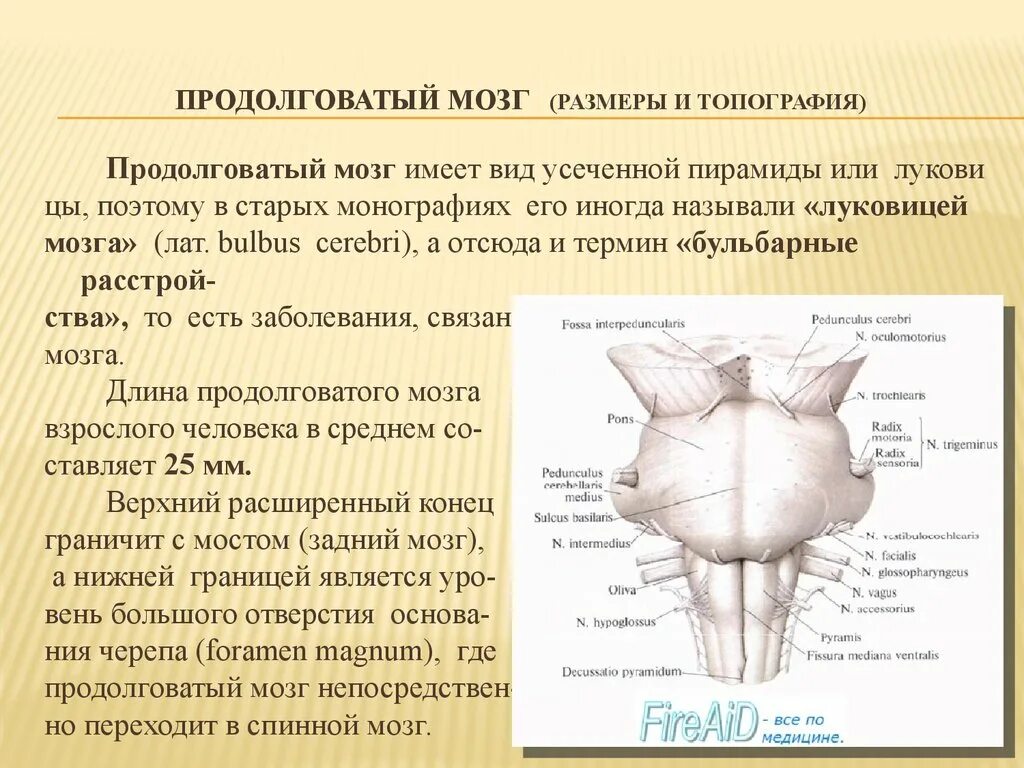 Продолговатый отдел мозга строение. Вентральный отдел продолговатого мозга. Строение продолговатого мозга вид спереди. Синтопия продолговатого мозга. Медиальная петля продолговатого мозга.