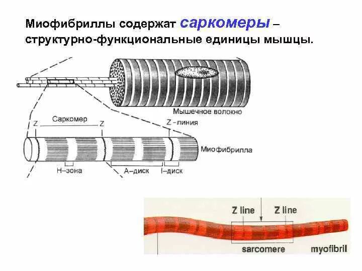 Миофибриллы состоят из. Строение миофибриллы мышечного волокна. Структурная единица миофибриллы. Структурно-функциональной единицей миофибриллы является. Саркомер структурно функциональная единица миофибриллы.