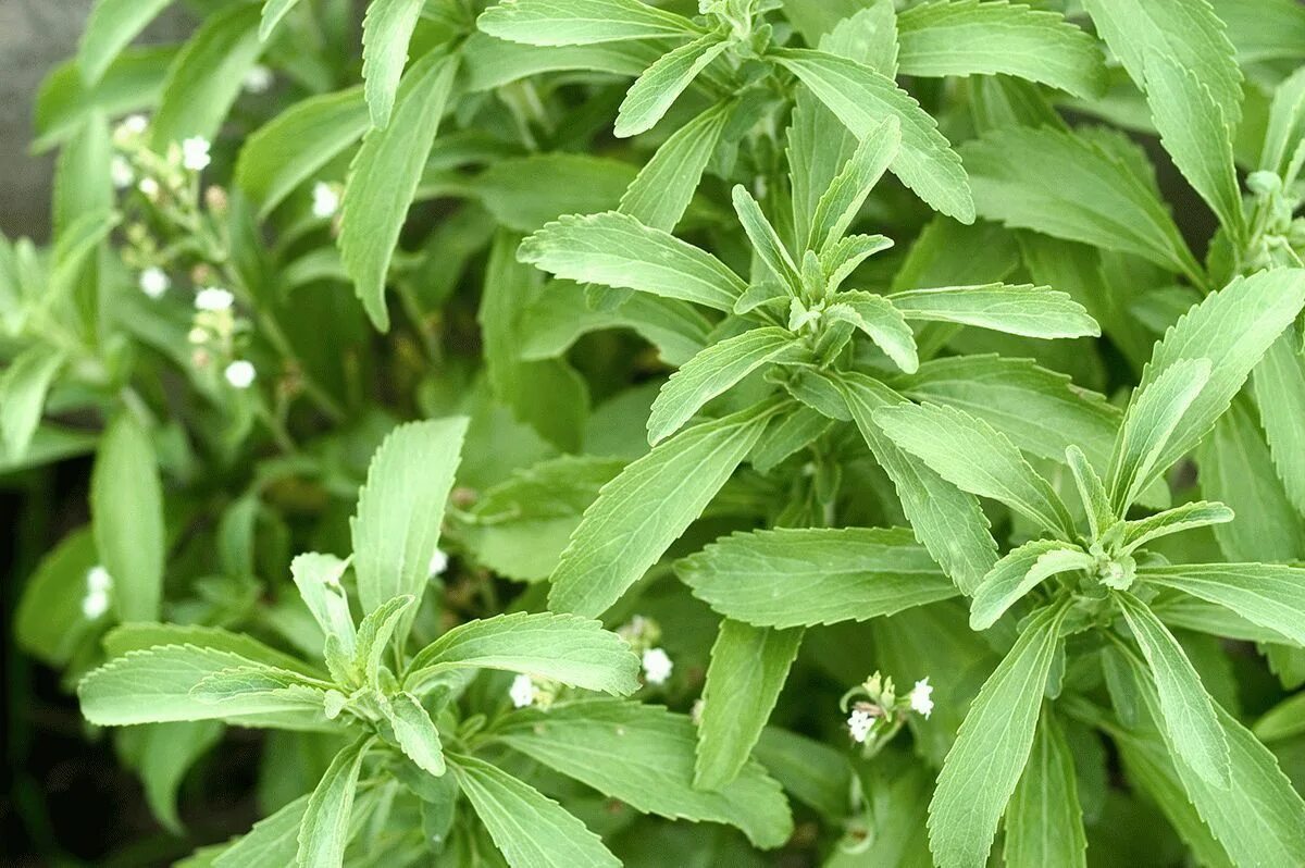 Стеви. Stevia rebaudiana. Стевия медовая травка. Stevia rebaudiana Bertoni. Цветущая стевия.