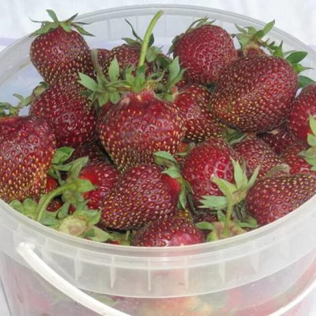 Сорт клубники бордового цвета. Ремонтантная клубника черный принц. сорт клубники рубиновый кулон.