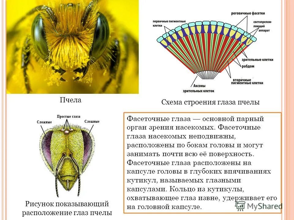 Строение фасеточного глаза пчелы. Строение фасеточного глаза насекомого. Схема строения фасеточного глаза насекомого. Фасеточные глаза насекомых схема.