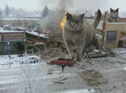 Котострофа