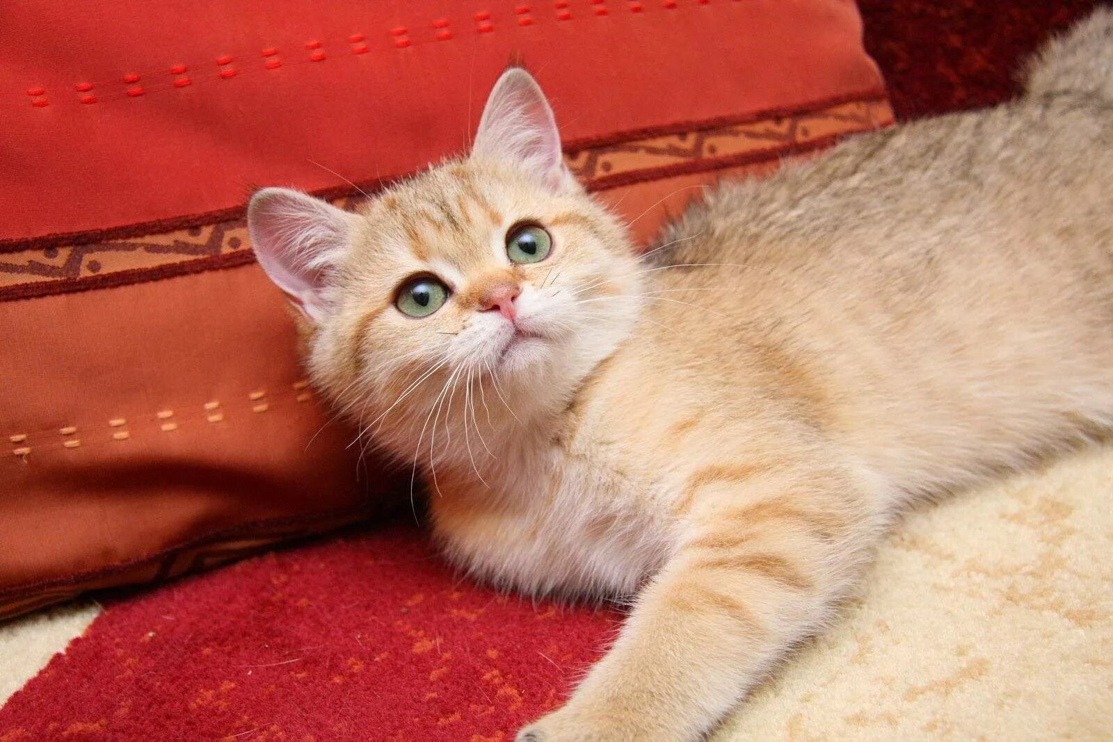 Рыжий британский кот. Британский короткошерстный кот рыжий. британская короткошёрстная кошка рыжая. кот британец рыжий. рыжие кошки породы британец.