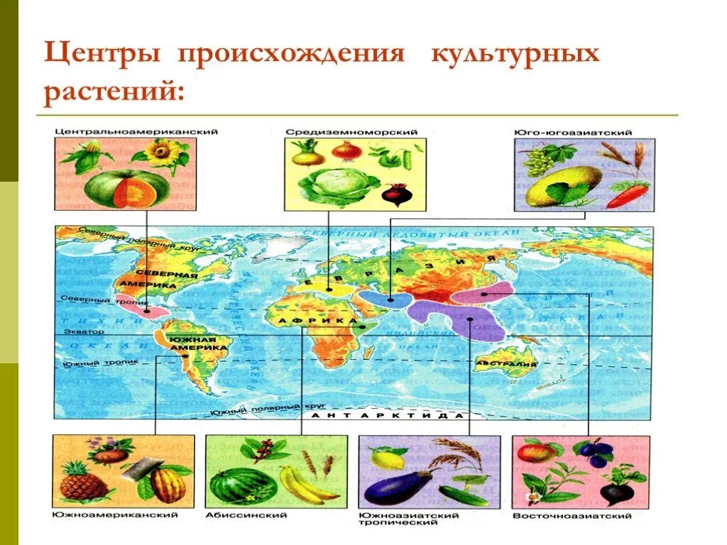 Центр происхождения культурных растений таблица по биологии. Центры культурных растений Вавилова. Вавилов центры происхождения культурных растений карта. Карта Вавилова центры происхождения культурных растений. Центры происхождения культурных растений по н.и Вавилову таблица.