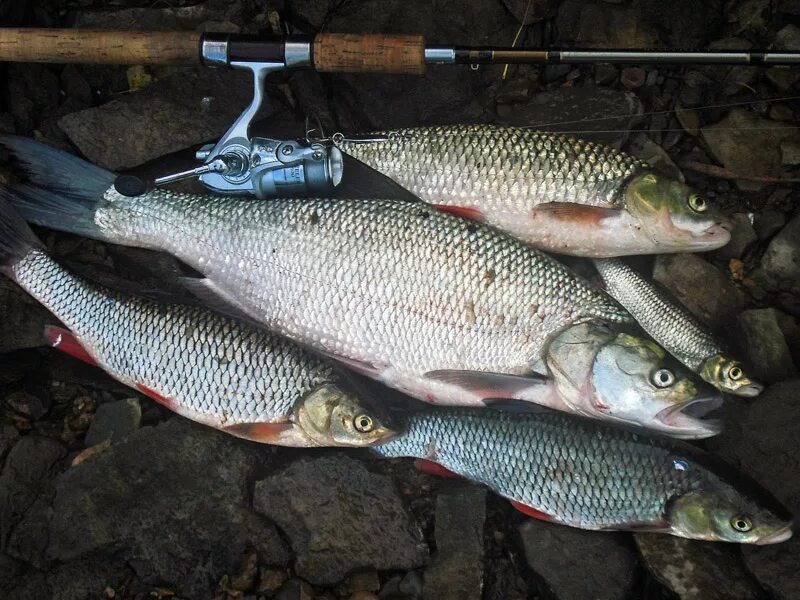 рыбак бирска. озеро старица бирского района. платная рыбалка на судака. рыбак бирска. озеро шамсутдин рыбалка.