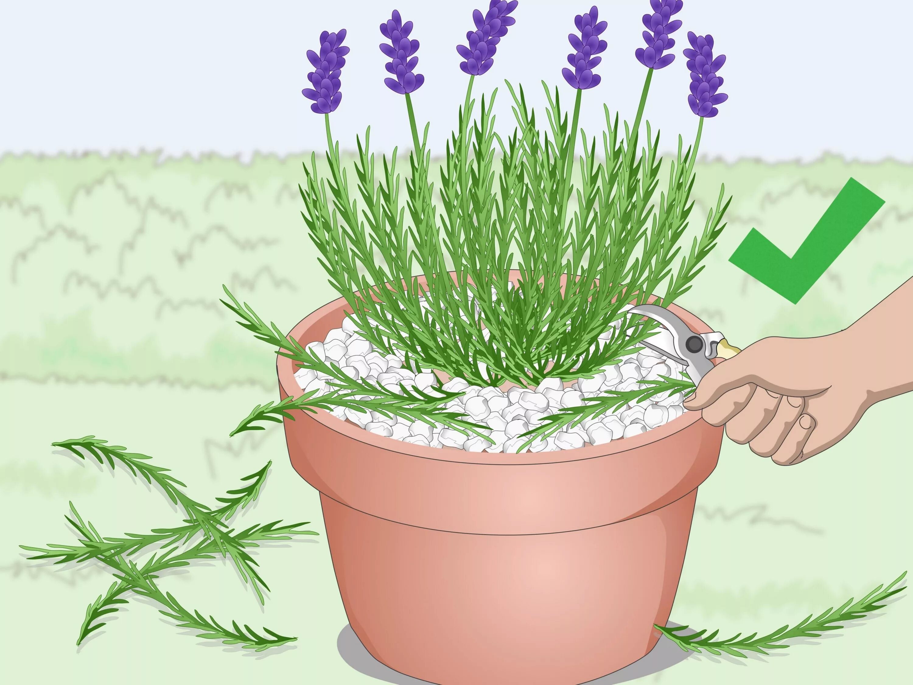 How plant