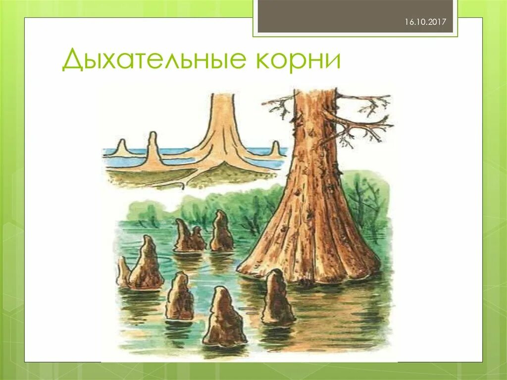 Что такое пневматофоры. Дыхательные корни болотного кипариса. Болотный Кипарис пневматофор. Дыхательные корни ивы ломкой. Дыхательные корни пневматофоры.