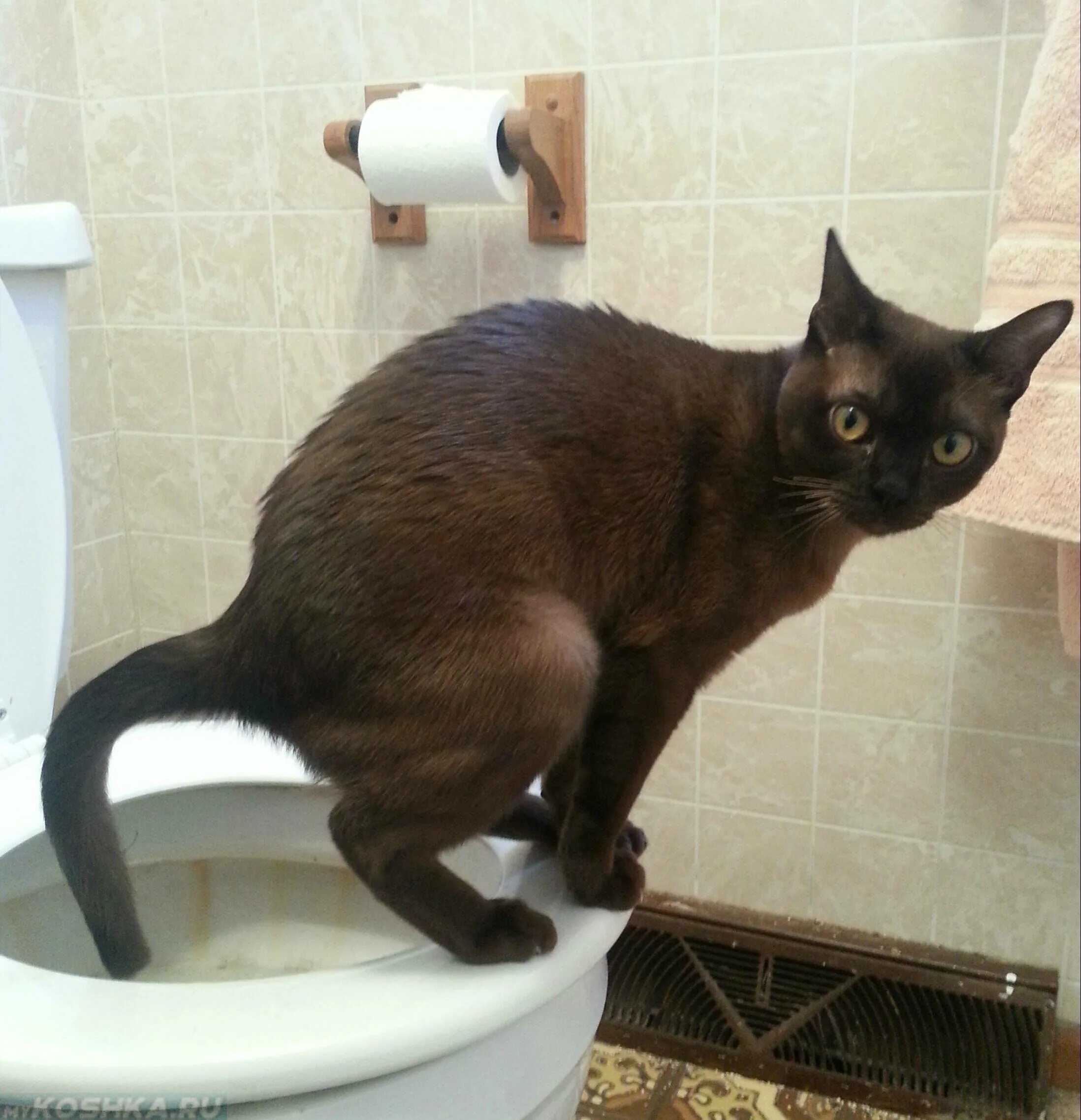 Котенок мяукает туалет. Кот покакал. Коты какают. Коты которые какают.