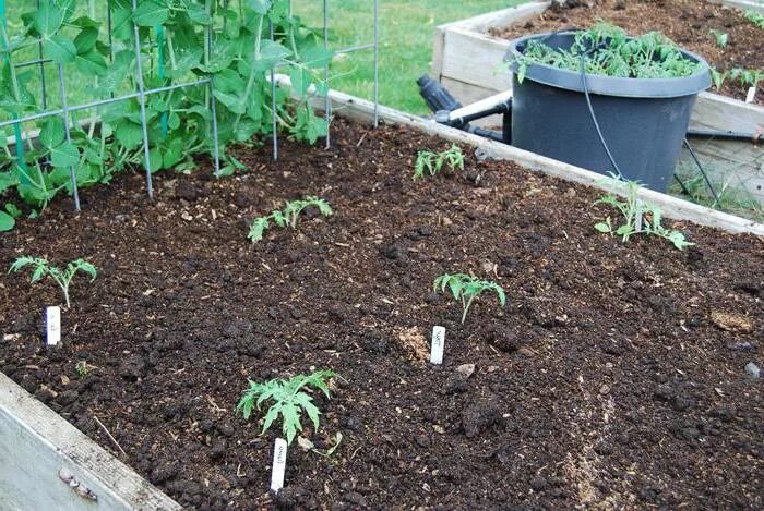 Когда можно посадить помидоры в марте 2024. Высаживание рассады томатов. Посадка помидор. Посадка рассады в открытый грунт. Посадка томатов на рассаду.