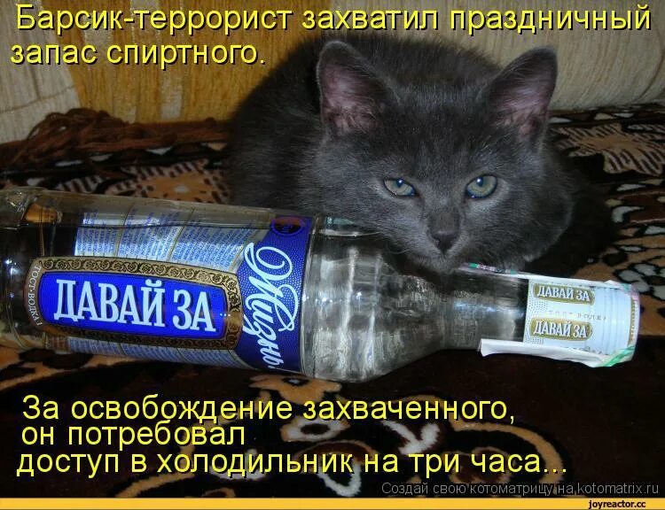 Выпить не с кем картинки. Нескем выпить. Кот с бутылкой.