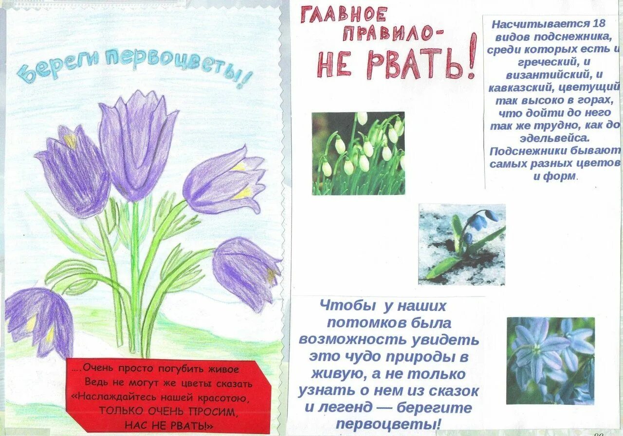 Берегите растения красной книги