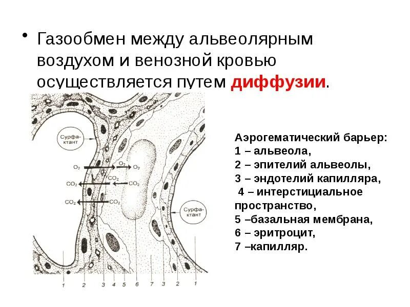 Обмен газов между альвеолярным воздухом и кровью