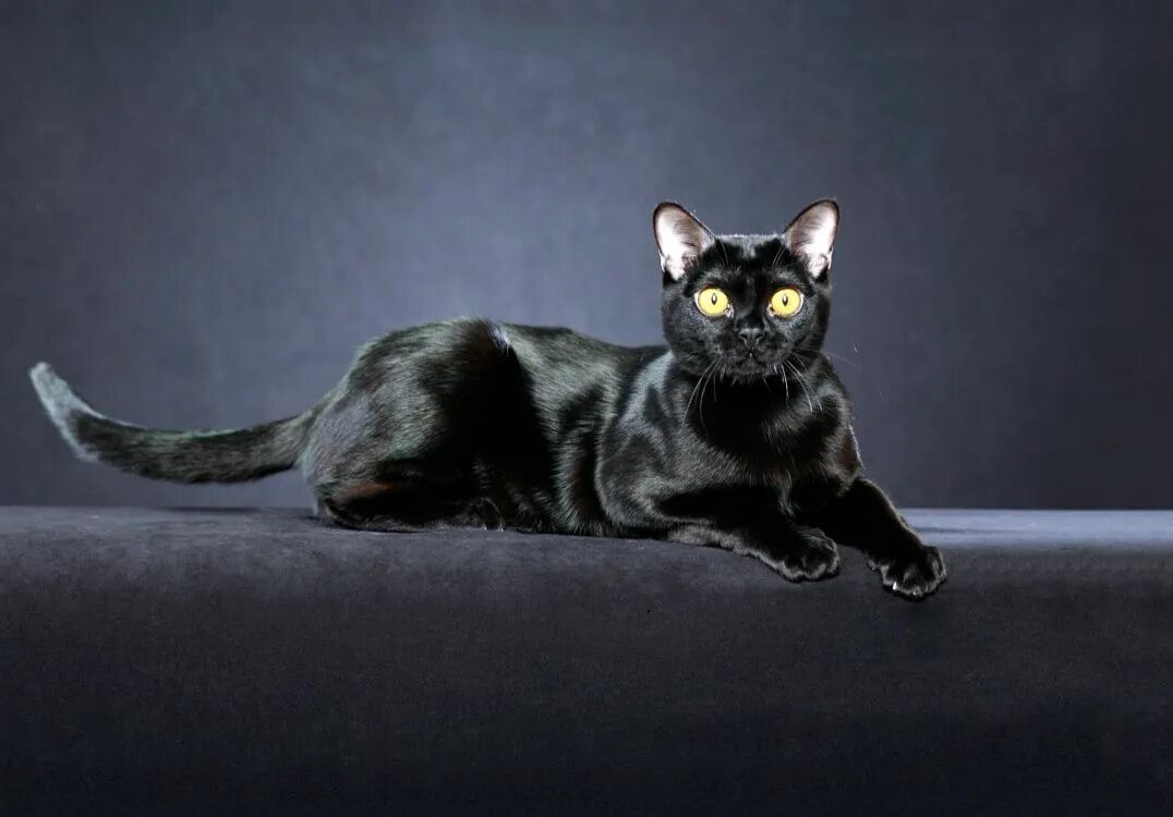 Кошки отзывы. Бомбейская кошка. Британская Бомбейская кошка. Бомбейская черная кошка. Кошка Бомбейская пантера.