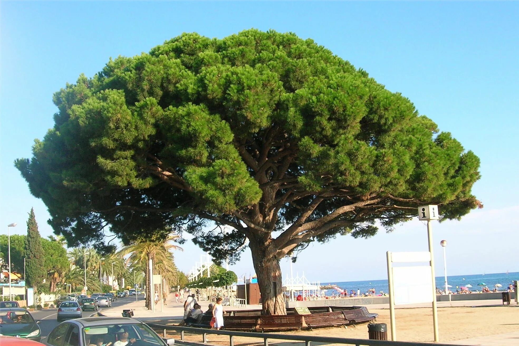 Хвойные турции. Пиния (Pinus pinea). Сосна итальянская Пиния. Сосна итальянская Pinus pinea. Средиземноморская сосна Пиния.