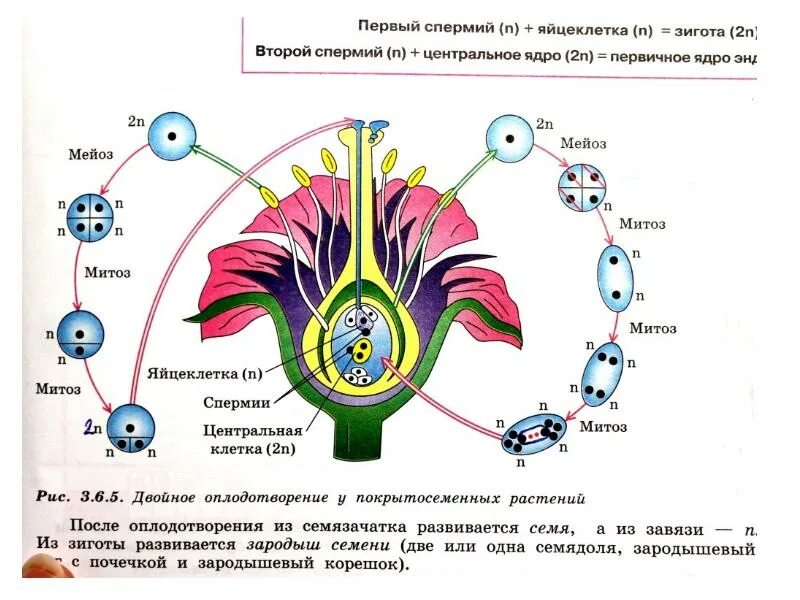 Эволюция цветковых. Схема жизненного цикла цветковых растений 6 класс. жизненный цикл цветковых растений егэ. схема жизненного цикла цветковых растений 6 класс биология. стадии жизненного цикла растений.