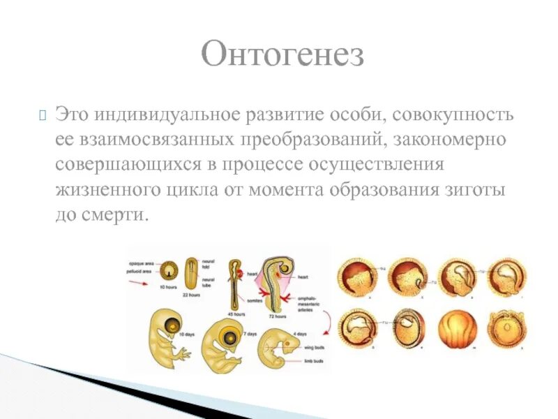 Цикл онтогенез. Овогенез онтогенез эмбриогенез. Этапы онтогенеза гаметогенез. Индивидуальное развитие особи. Этапы онтогенеза животных.