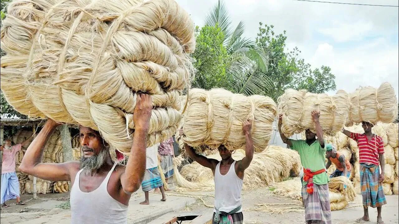 Made in bangladesh. Джут Бангладеш. Плантации джута в Индии. Джут сбор. Производство джута.