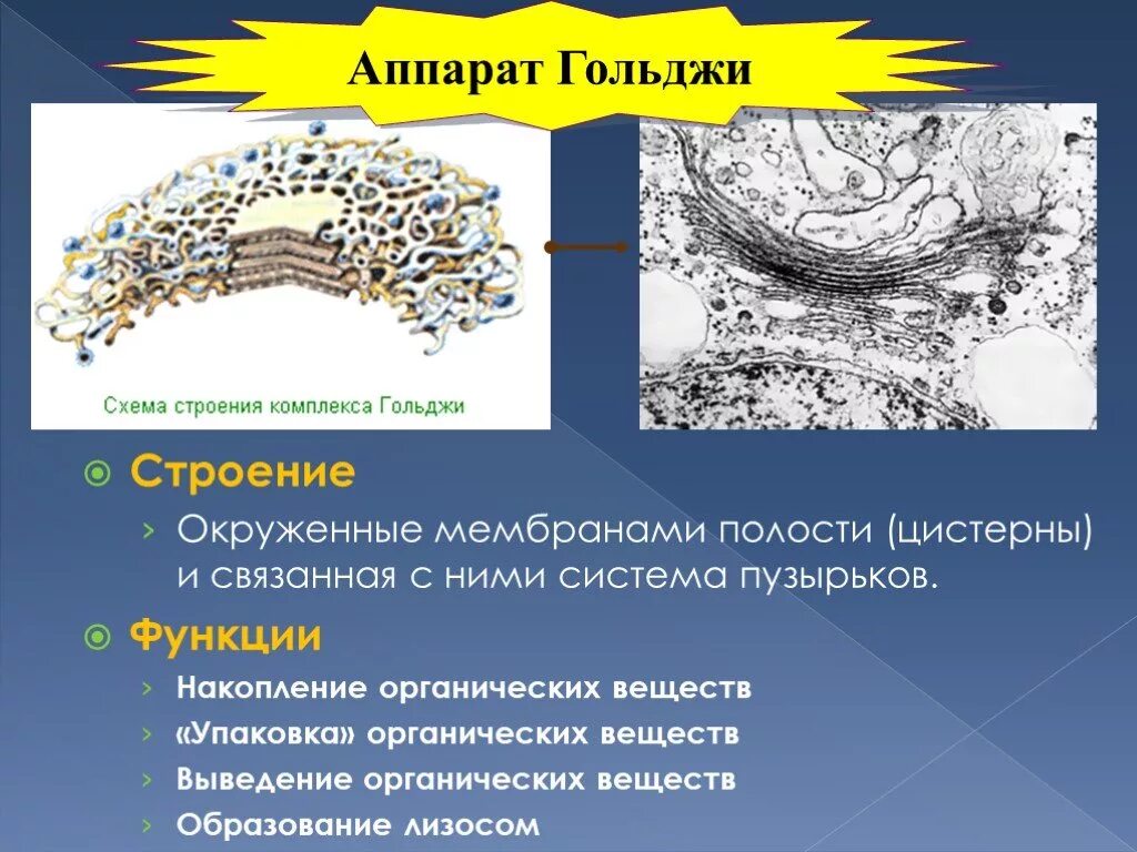 Цистерны и полости аппарат Гольджи. Цистерны аппарата Гольджи. Пластинчатый комплекс Гольджи. Функции цистерн аппарата Гольджи. Пластинчатый комплекс