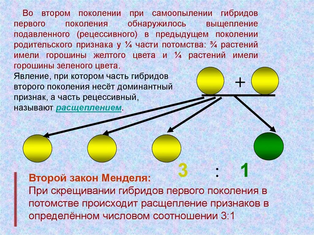 При самоопылении гибридов. Самоопыление растений генетика. Самоопыление генетика задачи. Самоопыление гибридов первого поколения генотипы.