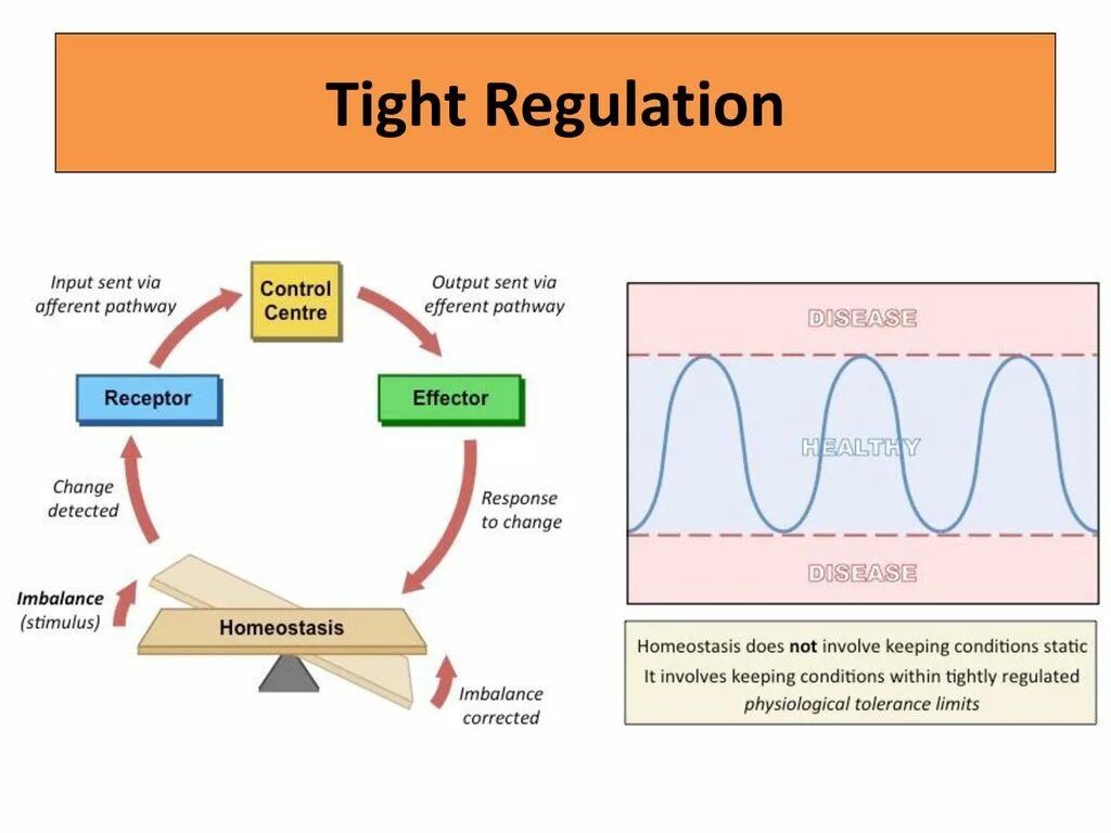 Гомеостаз. The Concept of homeostasis.. What is homeostasis. Гомеостаз картинки. Outputs send