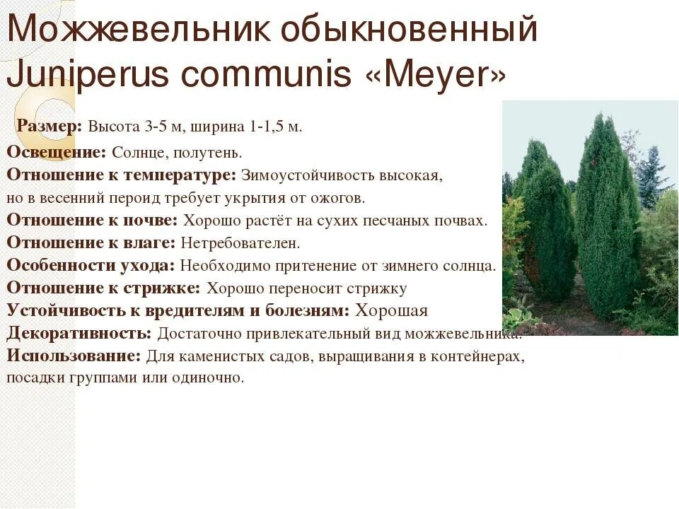 Можжевельник обыкновенный Голосеменные. Можжевельник строение хвои. Можжевельник обыкновенный Кипарисовые.