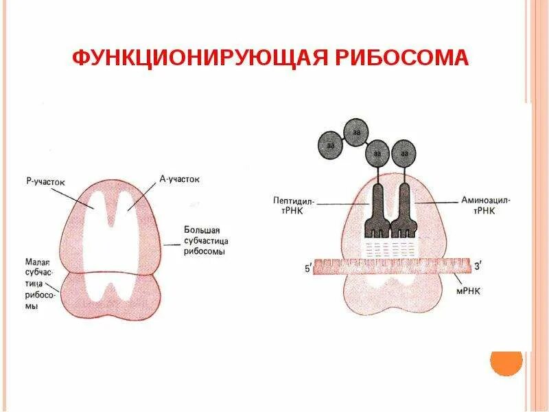 Рибосомы 30s. Строение рибосом биохимия. рибосомы рисунок. схема строения рибосомы биохимия. функционально активные центры рибосом.