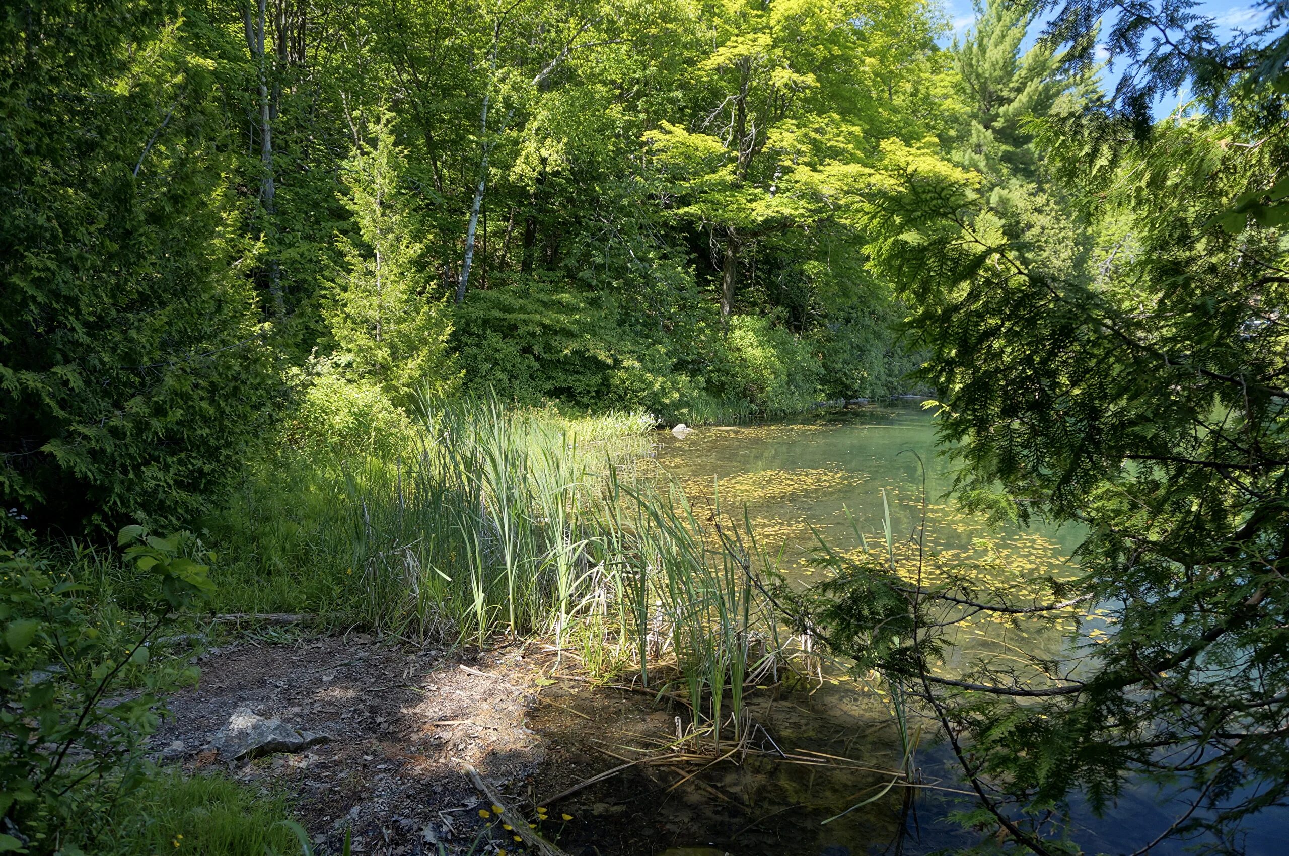 река в лесу. лес озеро туман. озеро в лесу. маленький пруд в лесу. южный шварцвальд озеро.