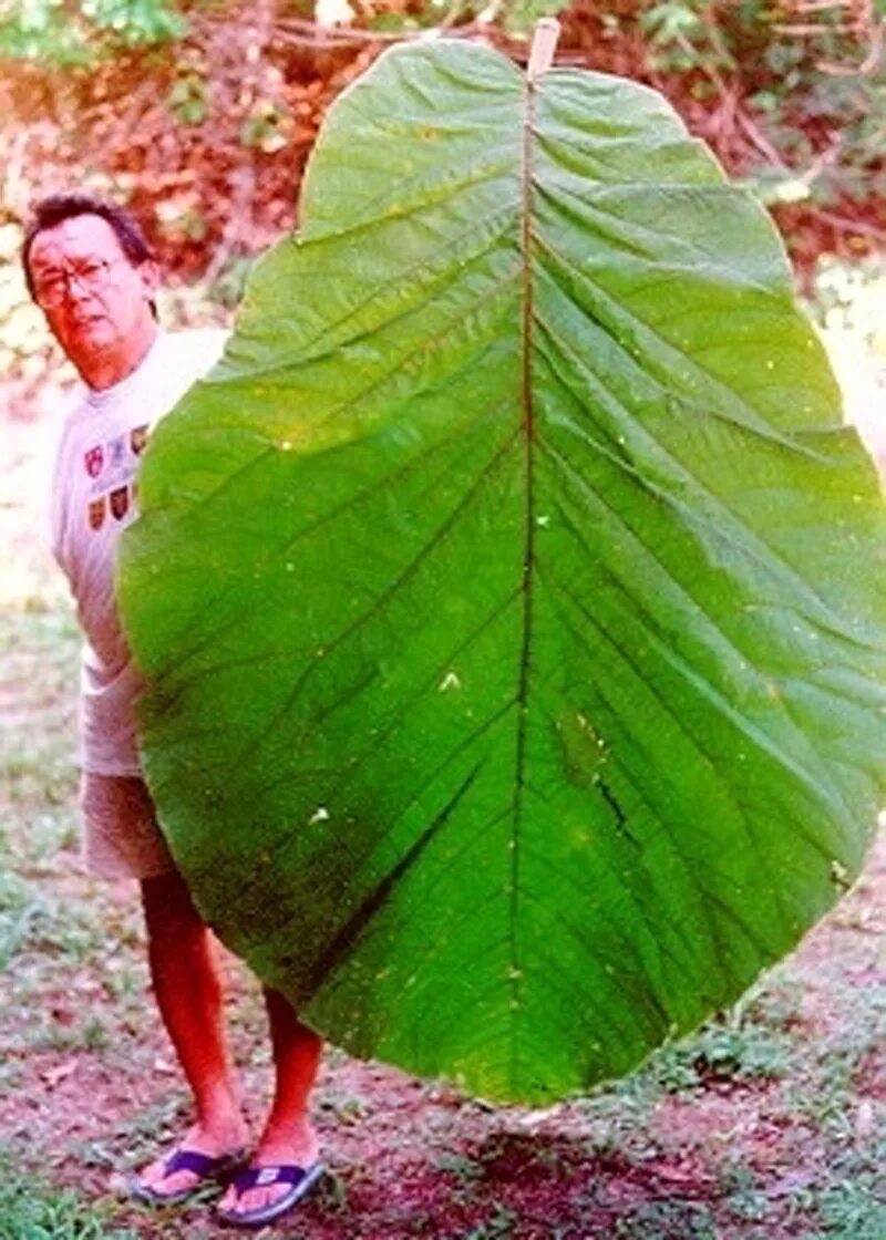 Кокколоба гигантофилия. Coccoloba gigantifolia дерево. Кокколоба лист. Кокколоба гигантская. Дерево с огромными листьями