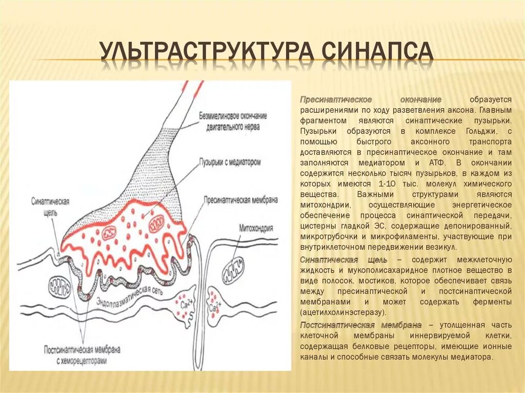 Синаптические пузырьки. Синапс пресинаптическая мембрана. Строение синапса ультраструктура. Строение химического синапса. Ультро структура синапса.