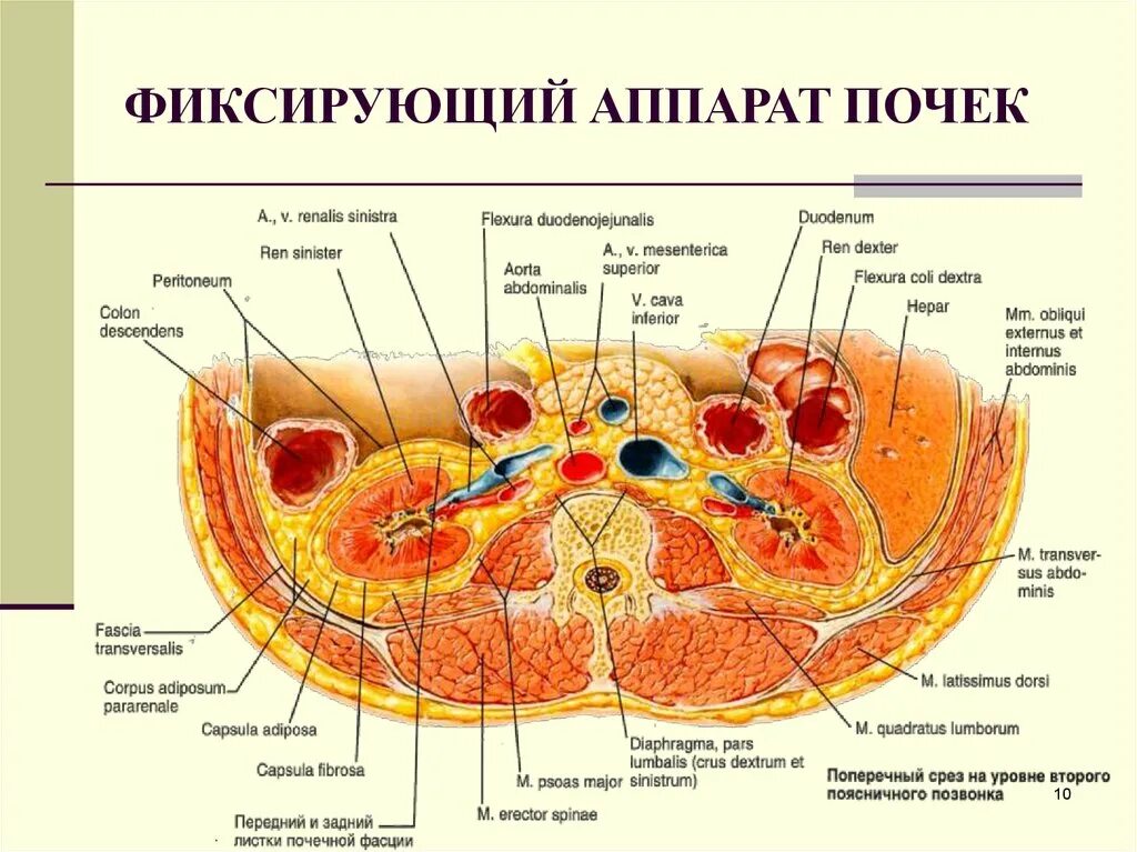 Соединительная ткань фасции