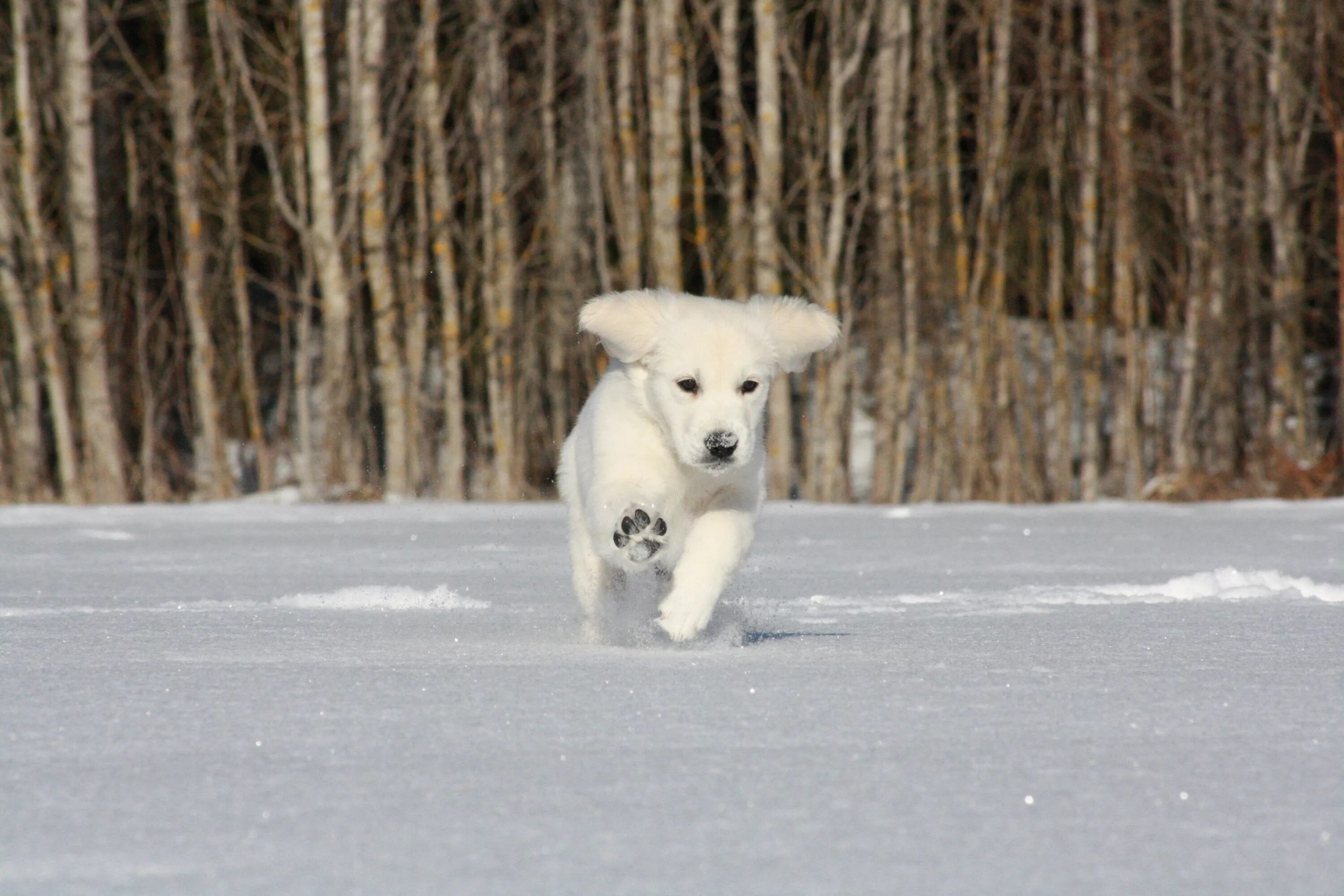 Погода зверей 1. Собака бежит. Собака бежит зимой. Собачка на улице зимой. Щенки на улице зима.