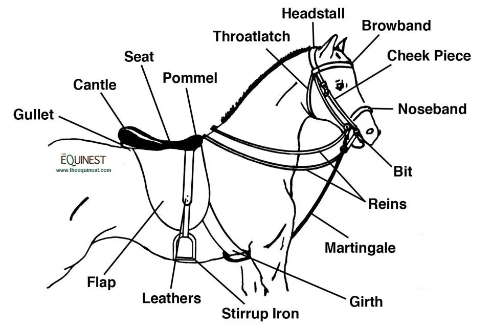 Horse перевести. Строение мартингал для лошади. Строение седла и уздечки для лошади. Строение седла для лошади. Строение уздечки для лошади.