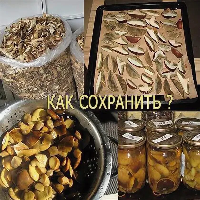 Как долго можно хранить грибы в холодильнике. Сушеные грибы на веревочке. моль в сушеных грибах.