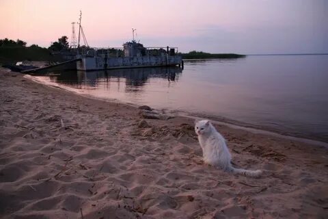 Остров 2011