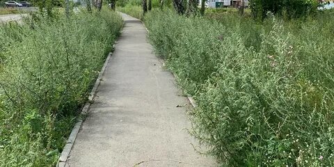 Заросла песни