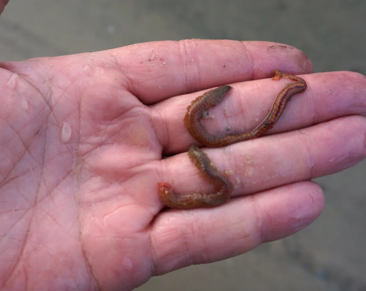Червей ловит. Червь нереис на пеленгаса. Нереис морской червь для рыбалки. Лиманский червь нереис.