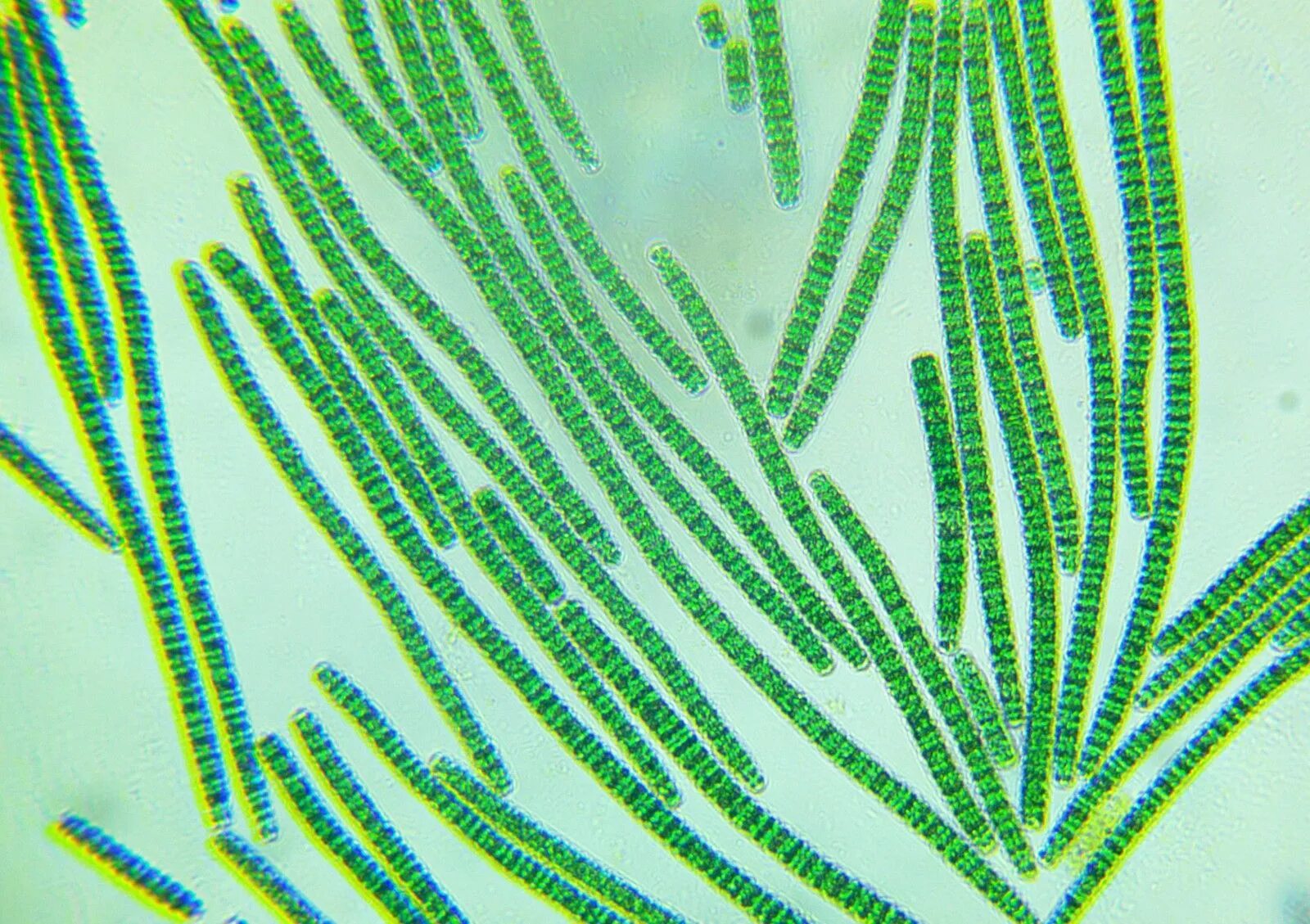 Царство бактерий водоросли. Синезеленые водоросли цианобактерии. Спирулина платенсис. Синезеленая водоросль спирулина. Нитчатые цианобактерии.