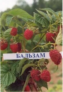 Малина сорт бальзам