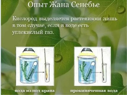 Ботаническая наука изучает фотосинтез