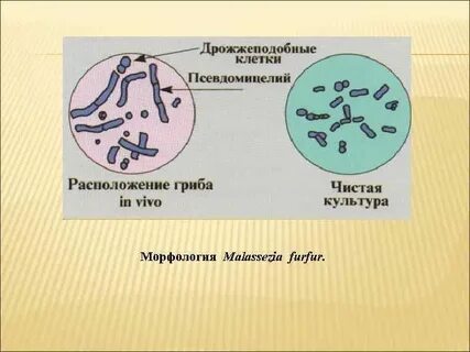 Грибок малассезия у собак