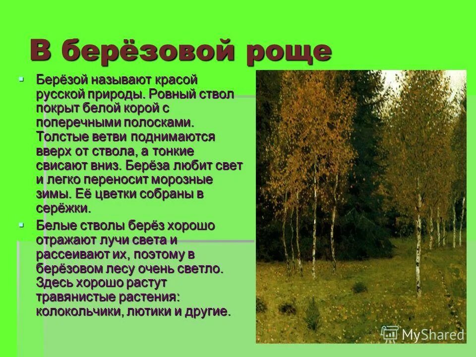 Березка содержание. Описание русской березы. Рассказ о Березе. Сообщение о Березе. Доклад про лес.