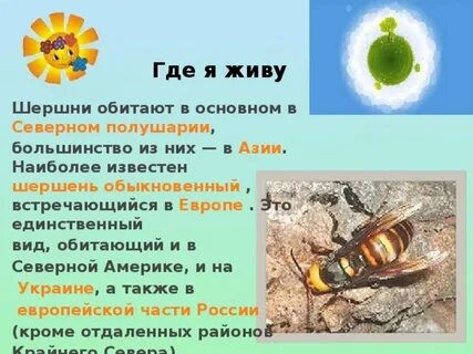 Жив осу