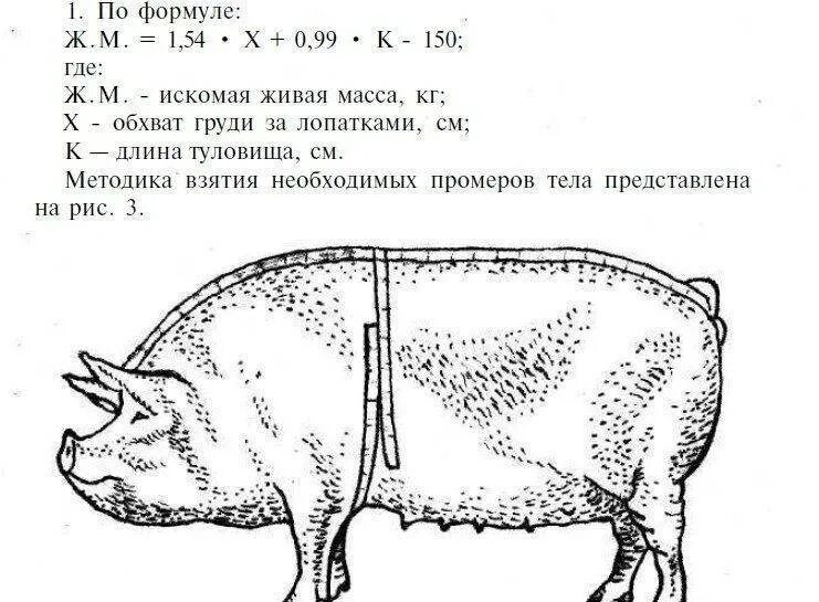 Уровень свиньи. Таблица измерения веса свиней. Таблица измерения веса вьетнамских поросят. Таблица измерения поросят живым весом. Таблица для взвешивания свиней без весов.