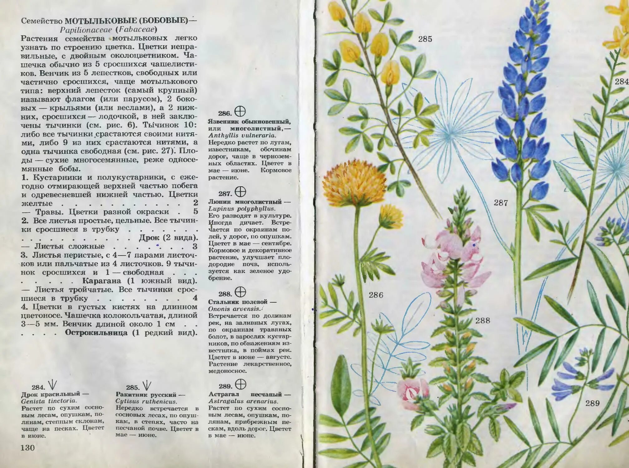 Определитель цветковых растений. Травянистые растения луга. Донник белый атлас определитель. Травянистые растения названия. Характерные признаки семейства бобовых.