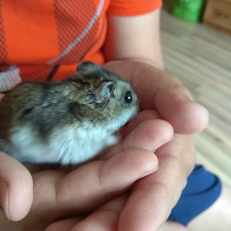 Где купить хомячка. Недорогие хомяки. Хомячки на продажу. Карманных хомяков. Самые дешевые хомяки.