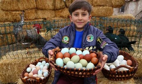 Egg farm