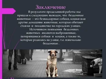 Проект проблема бездомных животных 6 класс